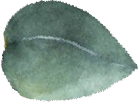Body and Skin Care Leaf